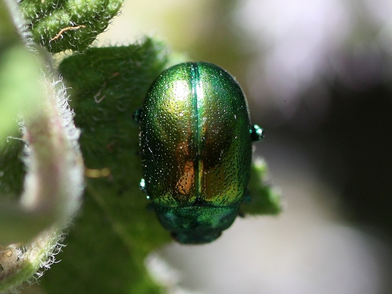 Chrysomelidae: Chrysolina herbacea